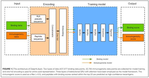 山東大學(xué)2019級軟件工程應(yīng)用與實(shí)踐 基于人工智能的多肽藥物分析的人工智能基礎(chǔ)軟件開發(fā)
